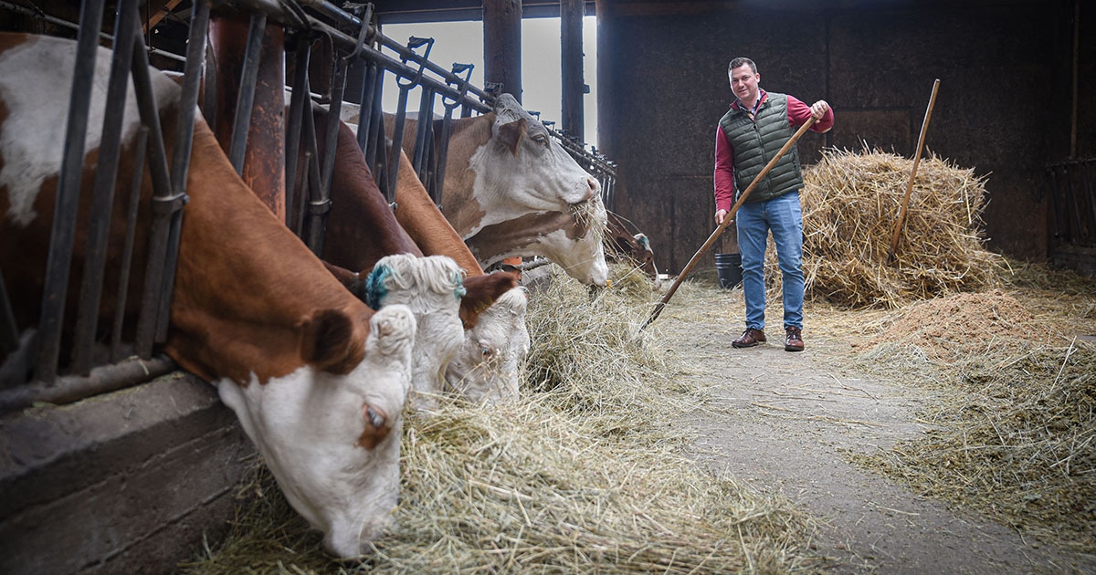 Jól tejelő tehenészet